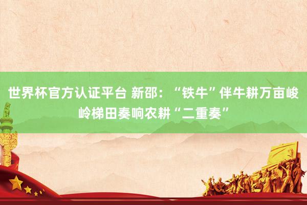 世界杯官方认证平台 新邵：“铁牛”伴牛耕万亩峻岭梯田奏响农耕“二重奏”